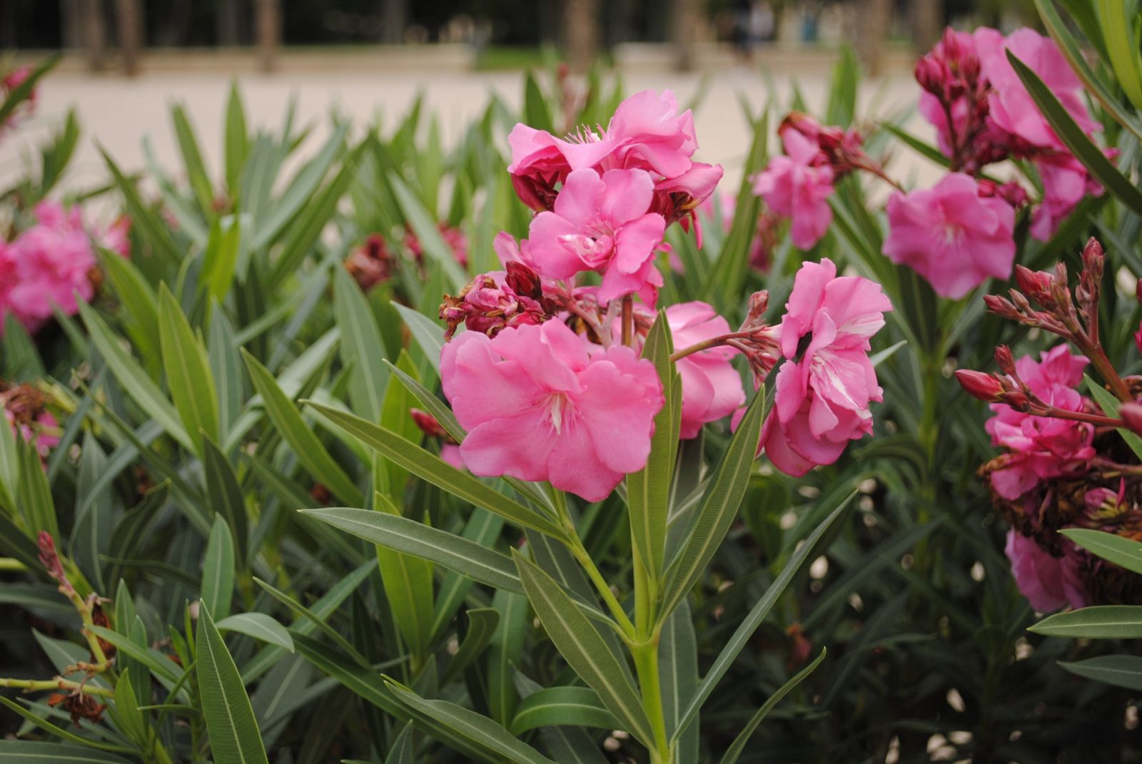 خرزهره