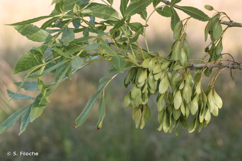 زبان گنجشک