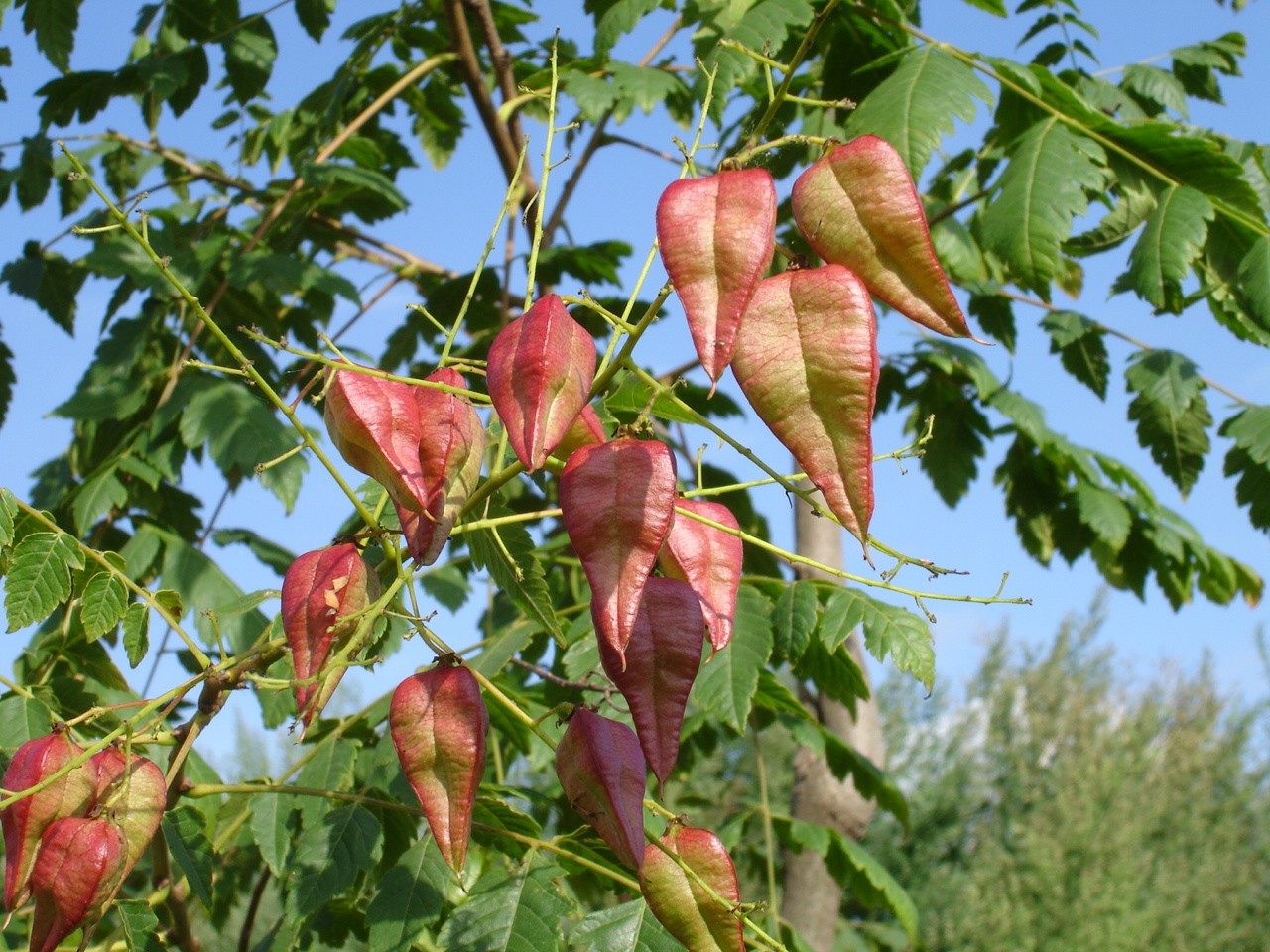 باران طلایی