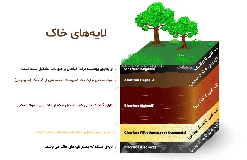 هوموس