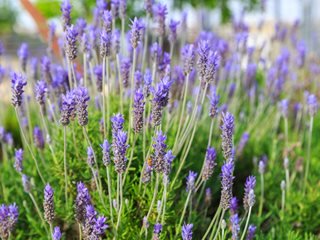 اسطوخودوس فرانسوی
