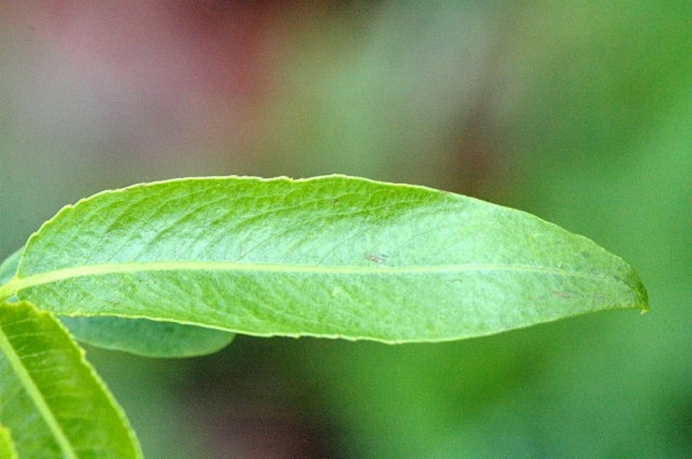 بید