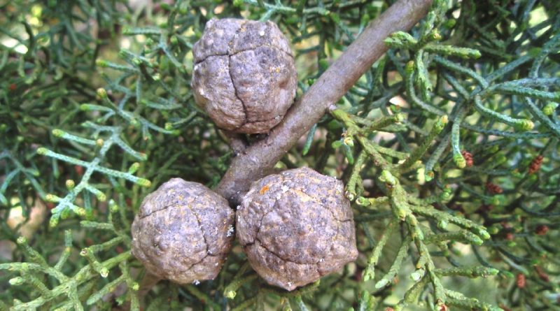 سرو نقره ای