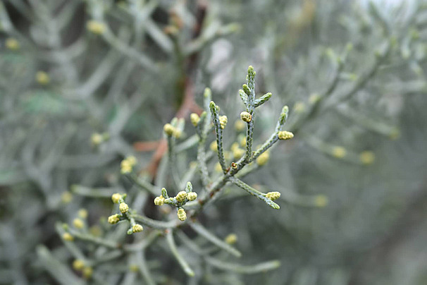سرو نقره ای
