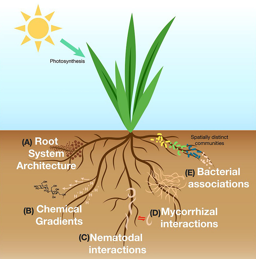  قارچ Rhizosphaera