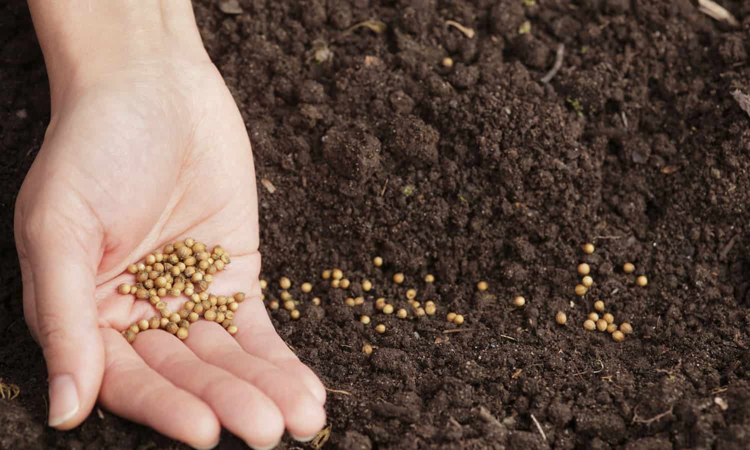 ویژگی های بذر مرغوب