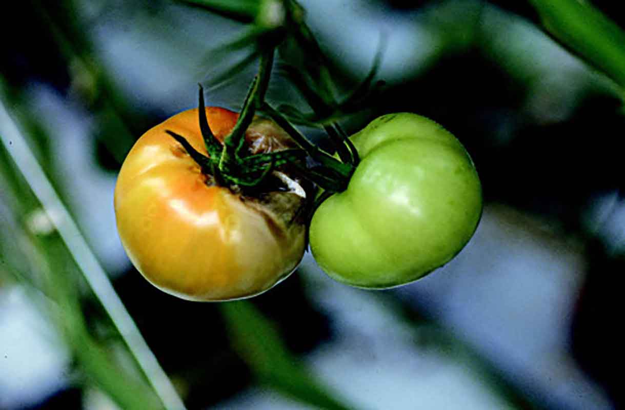 طراحی و اجرای فضای سبز در مشهد