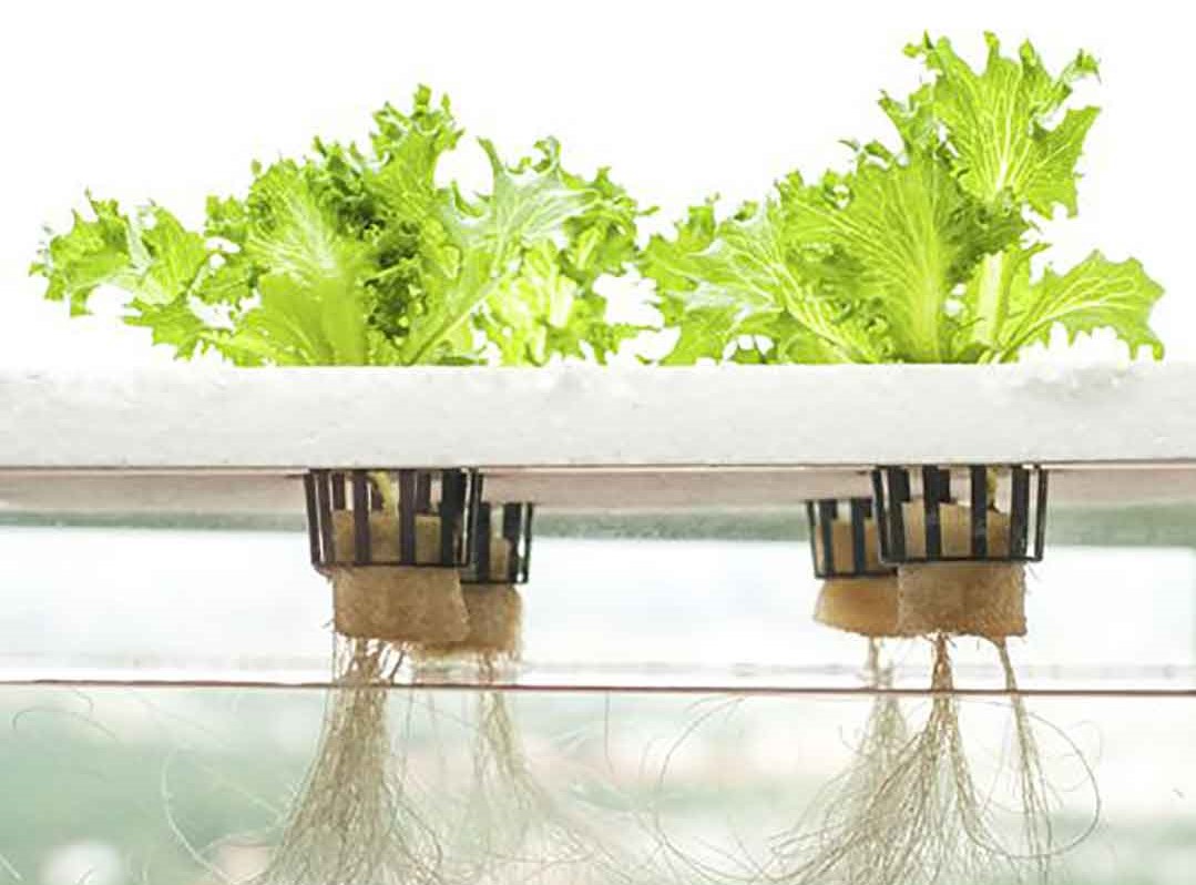 کشت هیدروپونیک ( Hydroponic ) / طراحی فضای سبز در مشهد / اجرای فضای سبز در مشهد / طراحی و اجرای فضای سبز در مشهد / روف گاردن فضای سبز در مشهد 