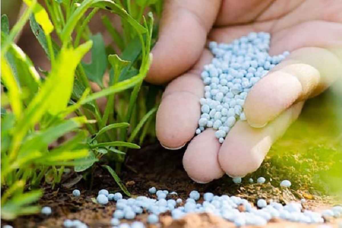 اجرای فضای سبز در مشهد / روف گادرن در مشهد / روف گاردن فضای سبز در مشهد / طراحی و اجرای فضای سبز در مشهد