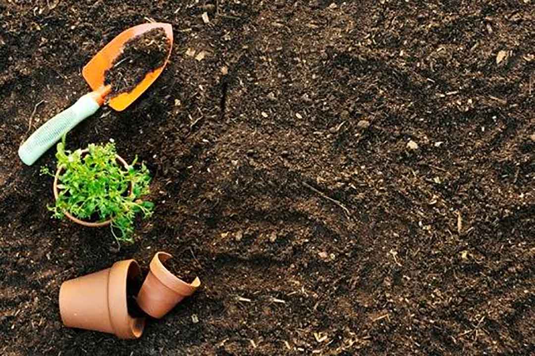 اجرای فضای سبز در مشهد / روف گاردن در مشهد / طراحی و اجرای فضای سبز در مشهد / زوف گاردن فضای سبز در مشهد 