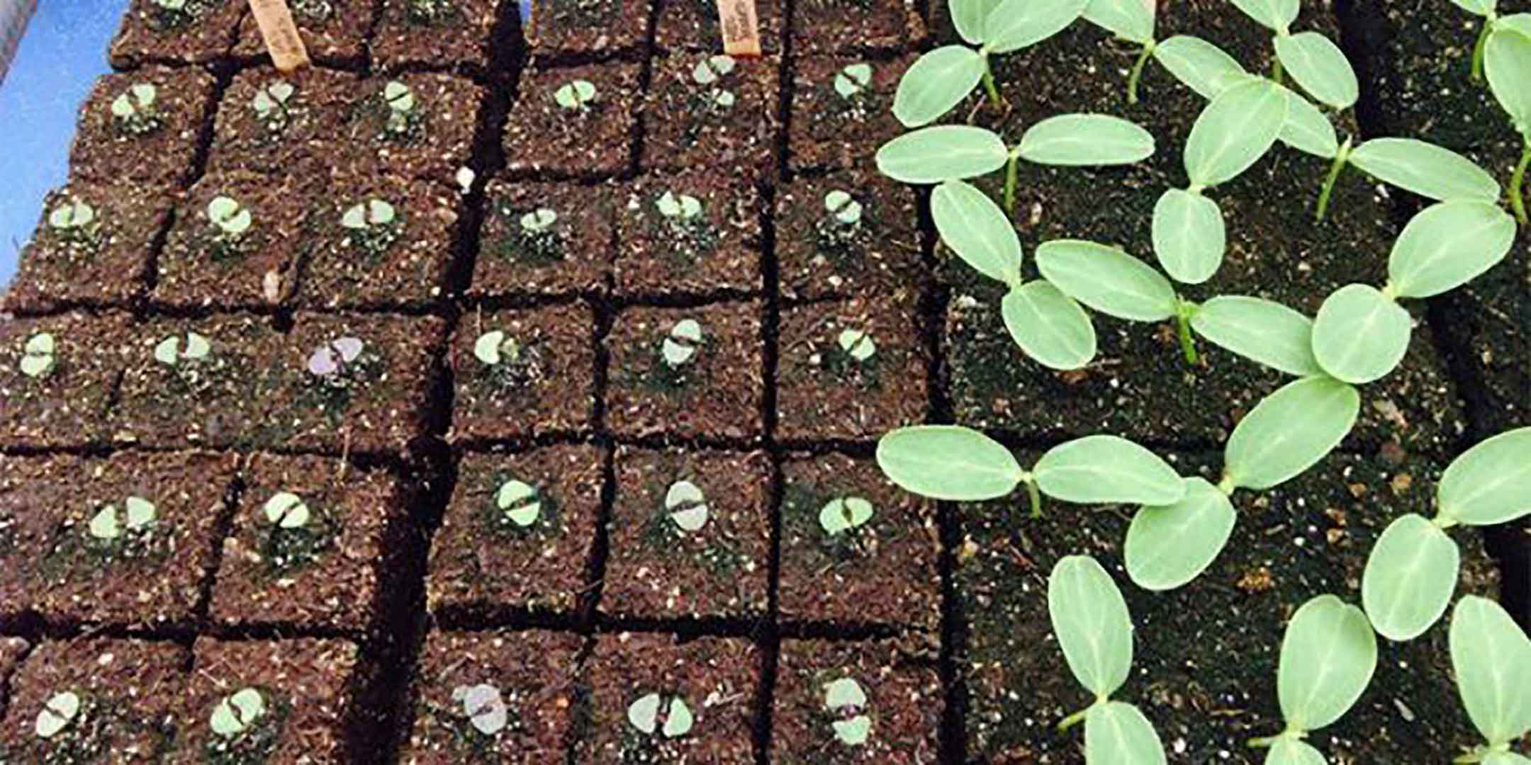 طراحی و اجری فضای سبز به سبک مدرن در مشهد