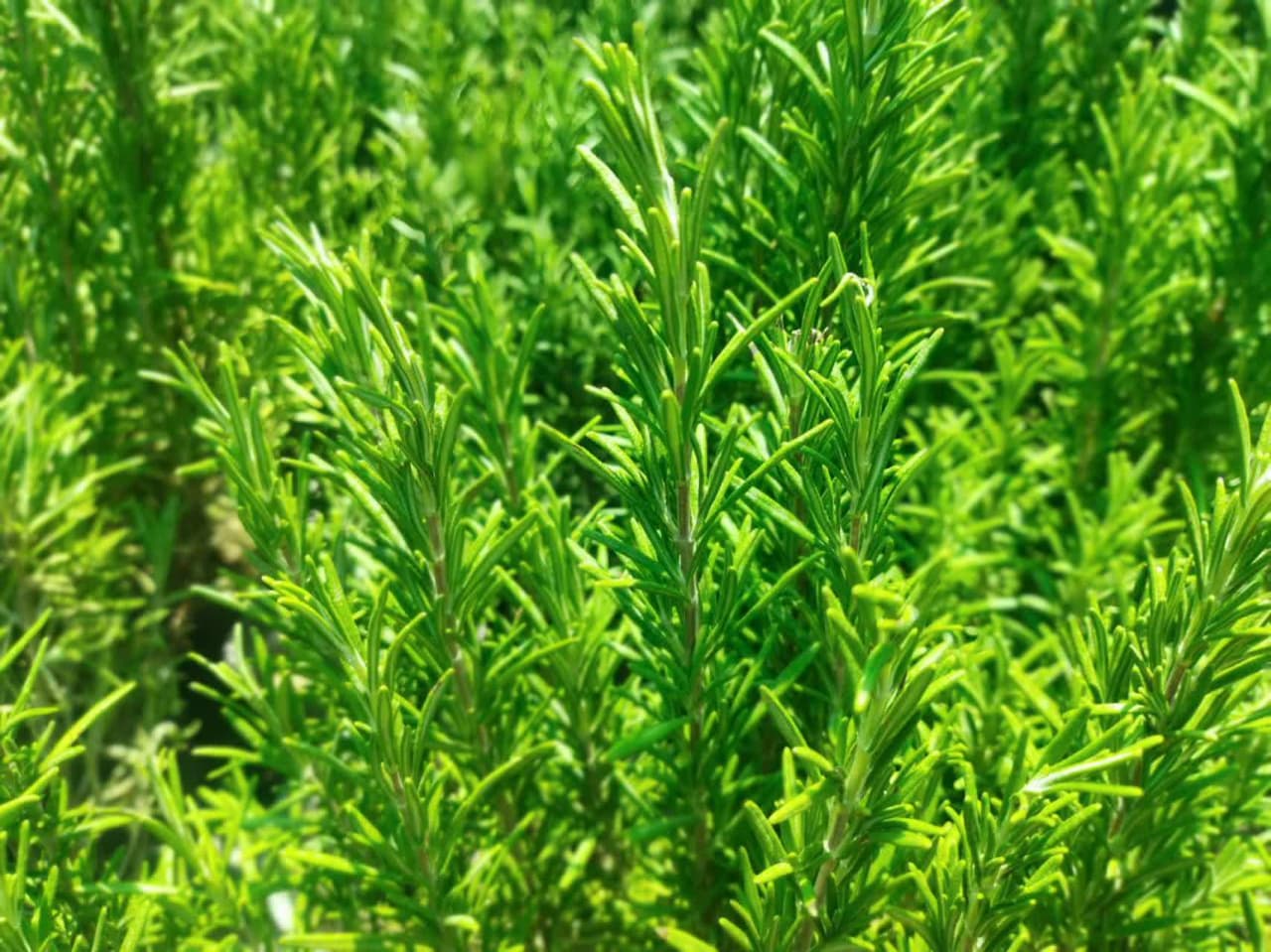 گیاه رزماری