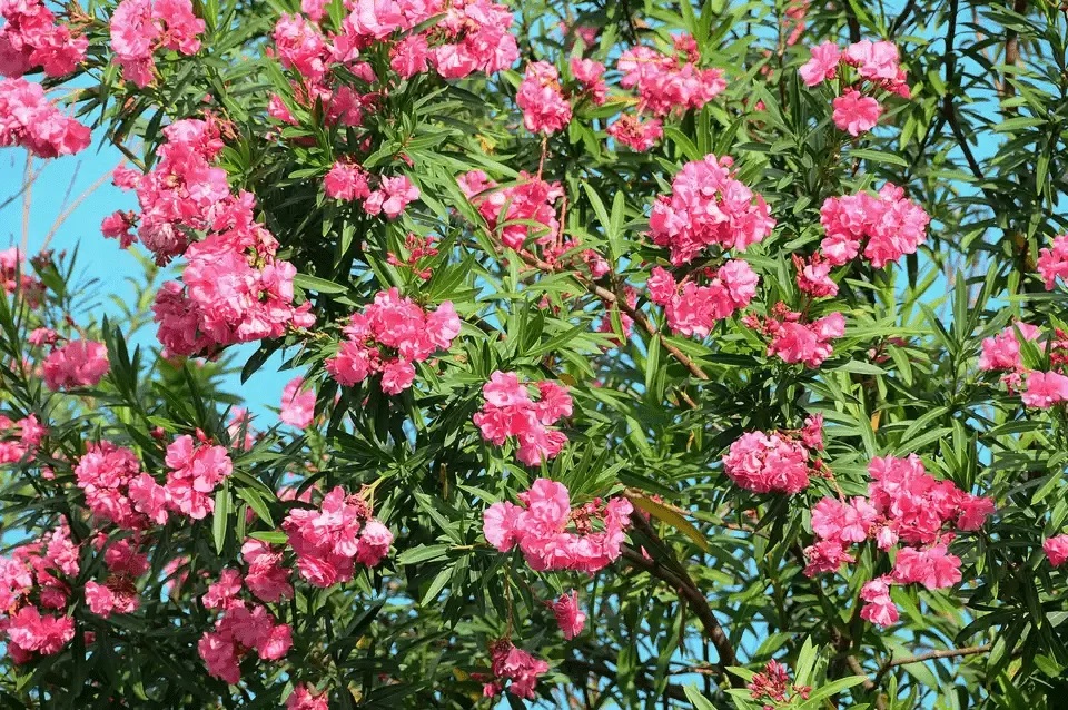   خرزهره