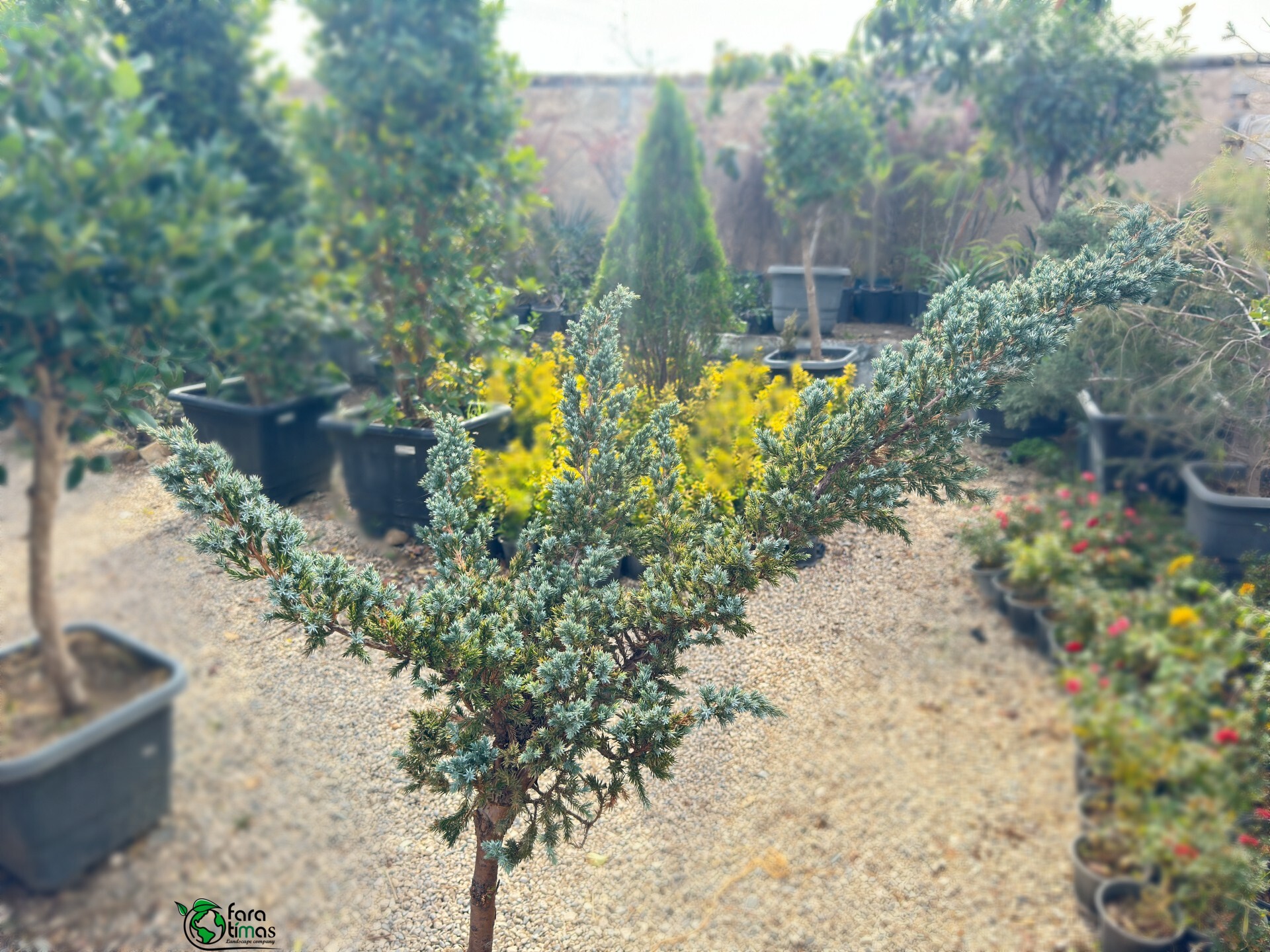  اطلسی آبی