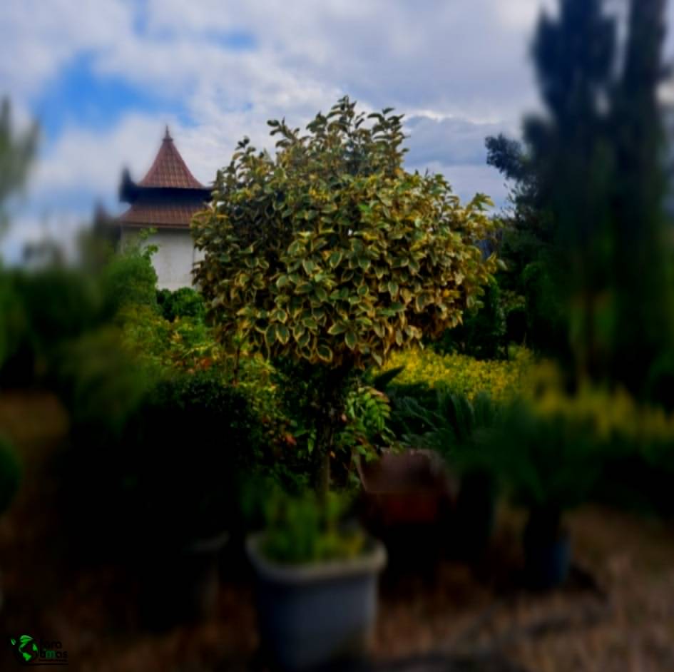 گیاه الیاگنوس