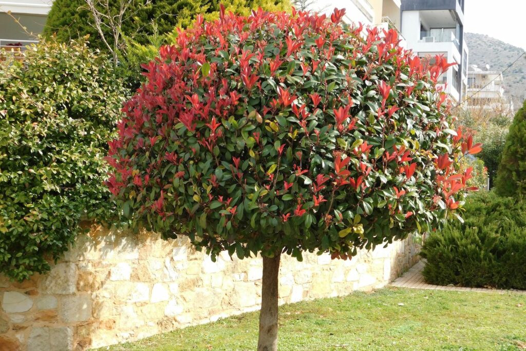  فتونیا