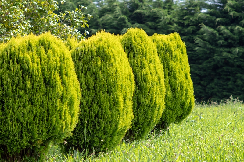 سرو خمره ای