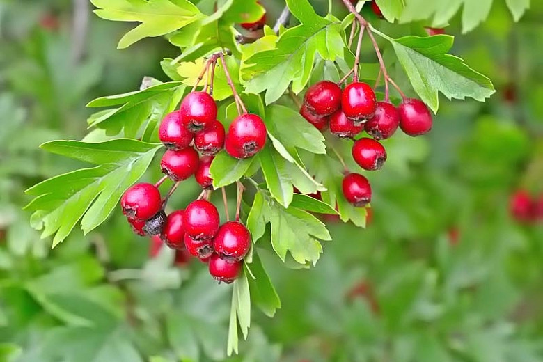 میوه زالزالک