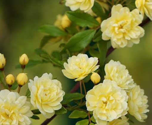  آبشار طلایی