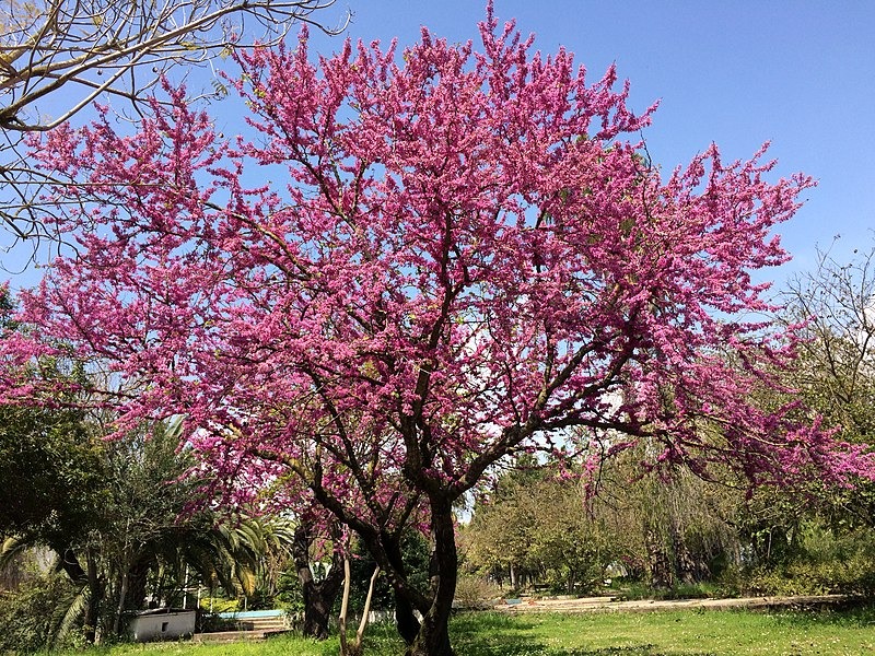 ارغوان
