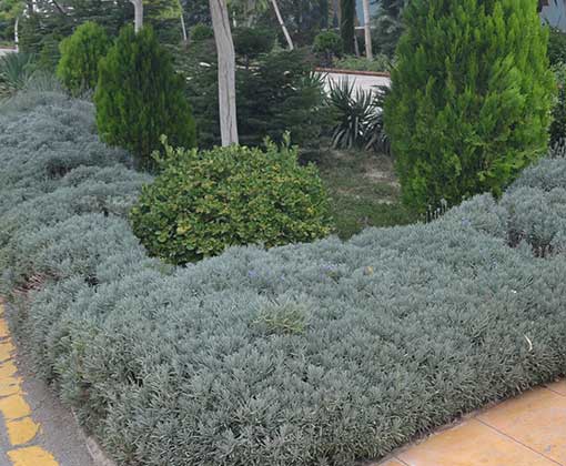 خواص اسطوخودوس