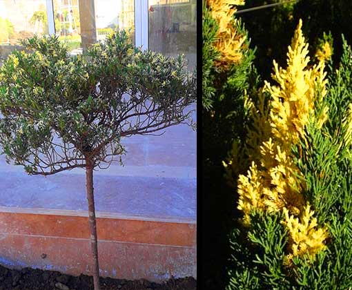 درختان همیشه سبز محوطه سازی / سرو مناسب فضای سبز شهری / طراحی اجرای باغ با سرو مش / طراحی و اجرای سرو مش در پارکینگ و محوطه عمومی 