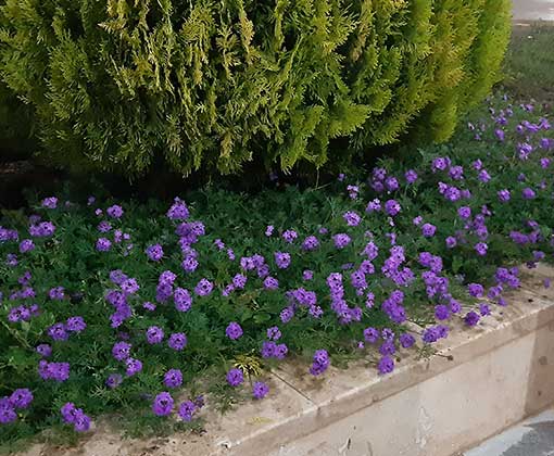 افسنطین- فلوکس
