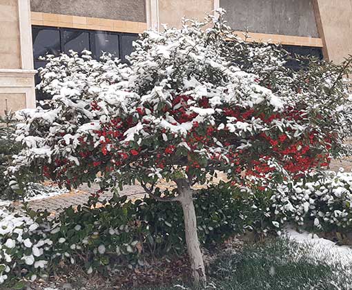  پیراکانتا