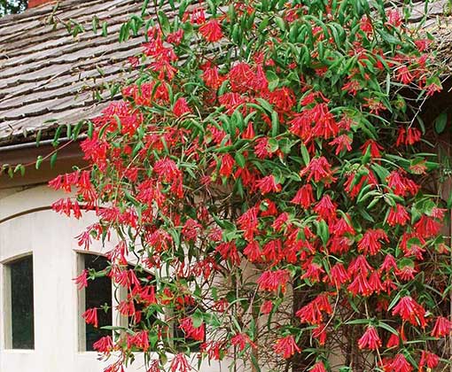 یاس شرابی ( آبجویی)