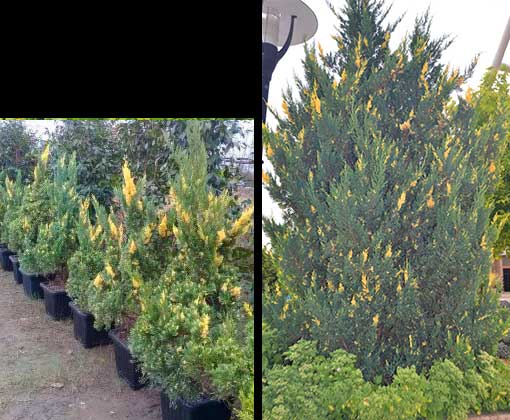 گیاهان مناسب محوطه سازی / طراحی فضای سبز ویلا با ژونیپروس / درختچه همیشه سبز مقاوم / اجرای فضای سبز مدرن / طراحی و اجرای ژونیپروس یوز ایستاده