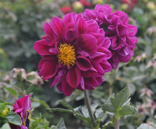   کوکب بذری